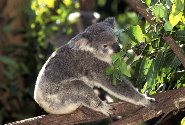 Koala