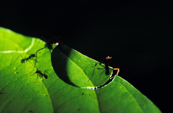 Leaf Cutter Ant