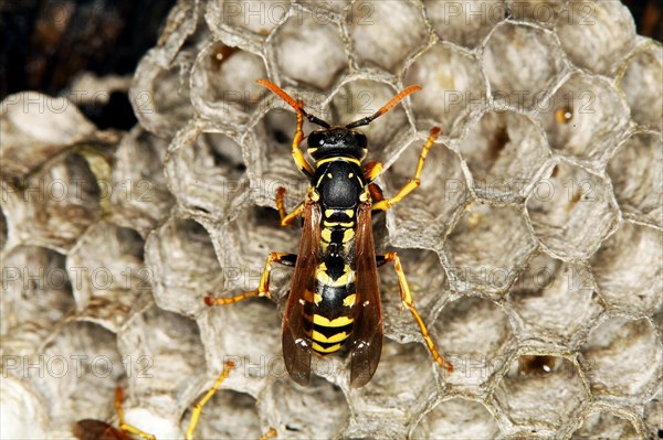 Common wasp