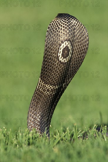 INDIAN COBRA