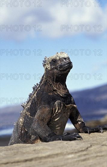 GALAPAGOS SEA IGUANA