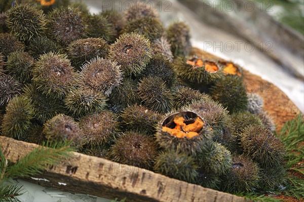 Sea Urchin