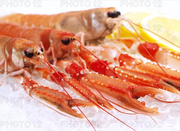 Dublin Bay prawn