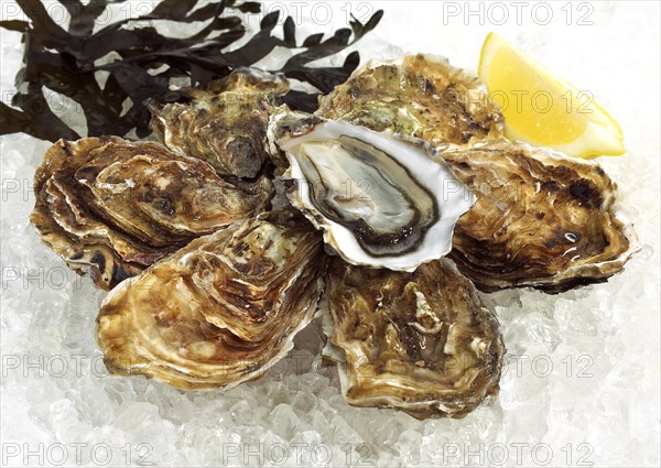 French oyster