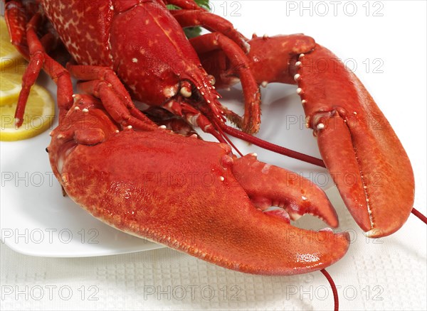 Lobster