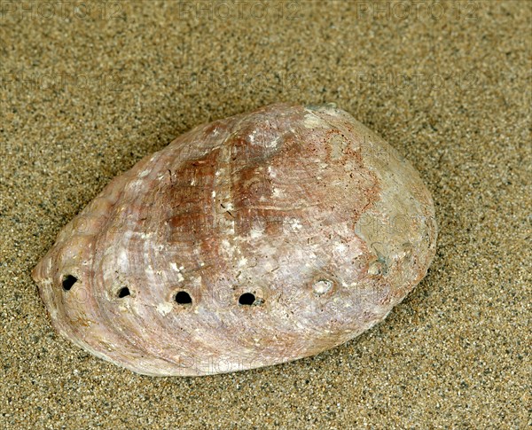 Ormer or abalone or auris maris