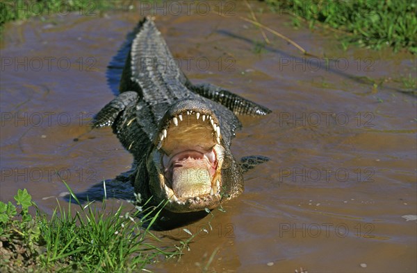 American alligator