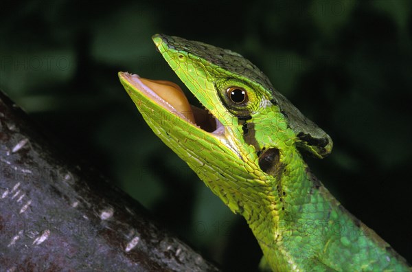 Casqued iguana