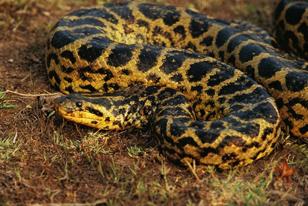 Green common anaconda