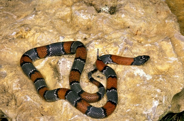 GREY BANDED KINGSNAKE lampropeltis alterna blairi