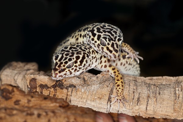 LEOPARD Leopard gecko