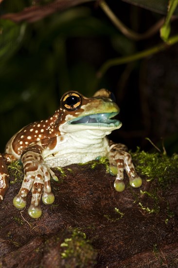 Amazon Milk Frog