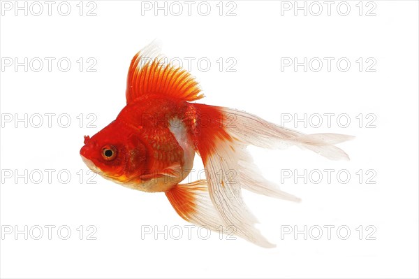Ryukin Goldfish