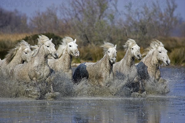 CAMARGUE HORSE