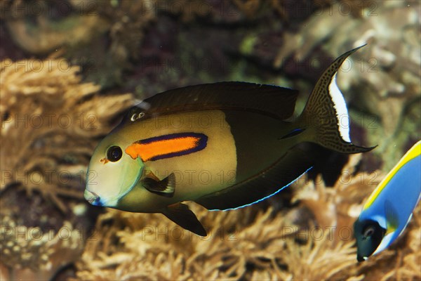 Orange spotted surgeonfish