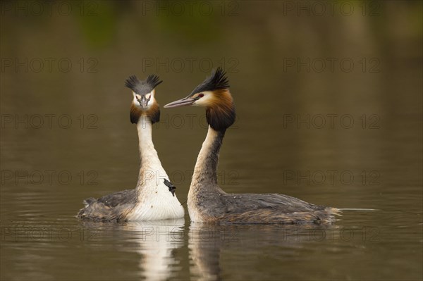 Great crested grebe