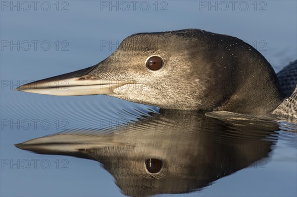 Great Northern Loon