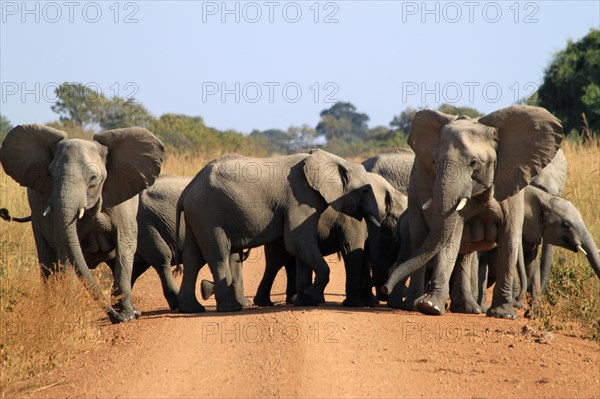 African elephants