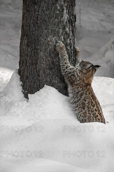 Eurasian lynx