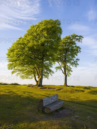 The Seven Sisters on Cothelstone Hill in the Quantock Hills