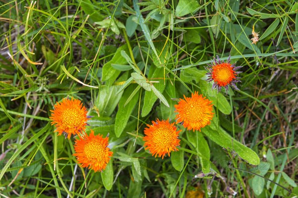 Erigeron aurantiacus