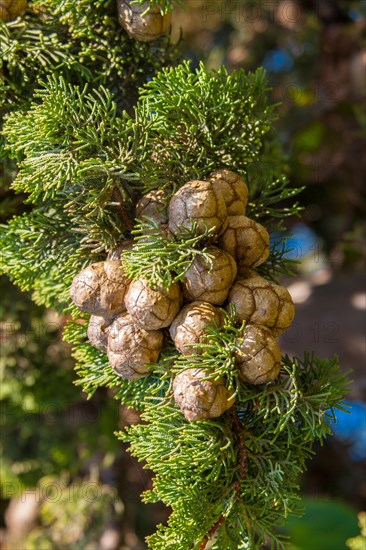 Column cypress