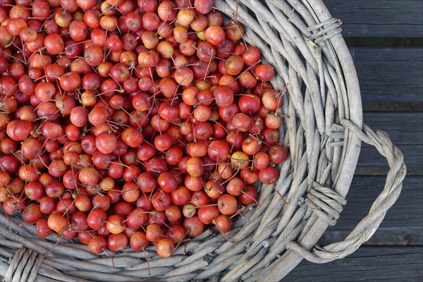 Fruits of the European crab apple