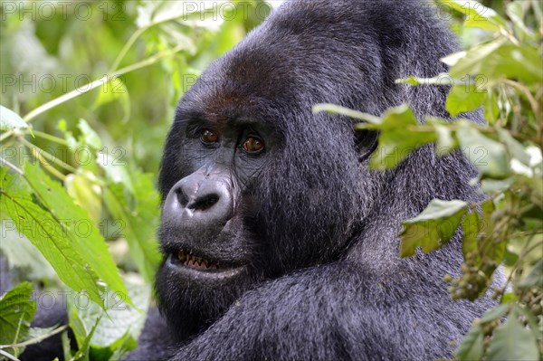 Portrait of a male silverback mountain gorilla