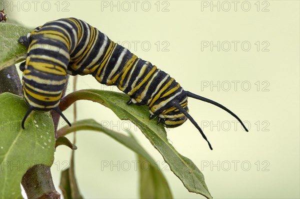 Caterpillar of the monarch butterfly