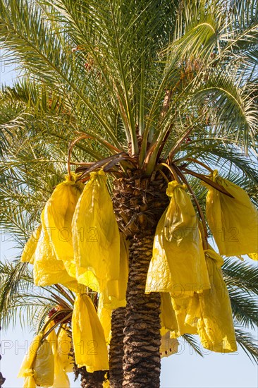 Date palm