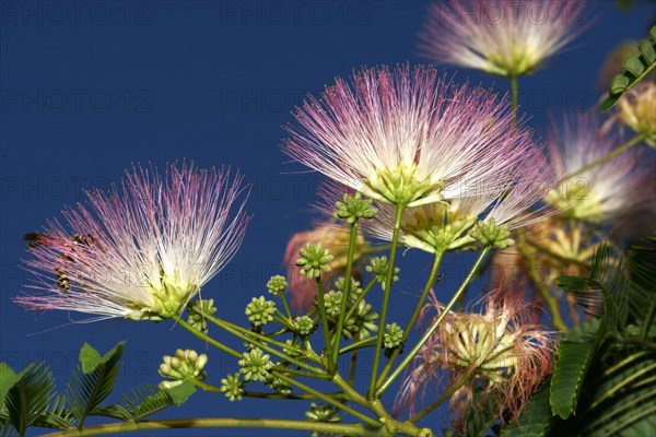 Persian silk tree