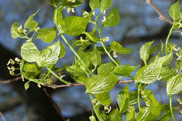 Southern hackberry