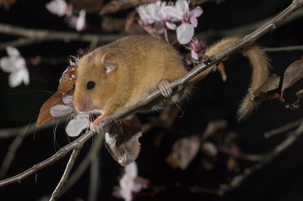 Hazel Dormouse