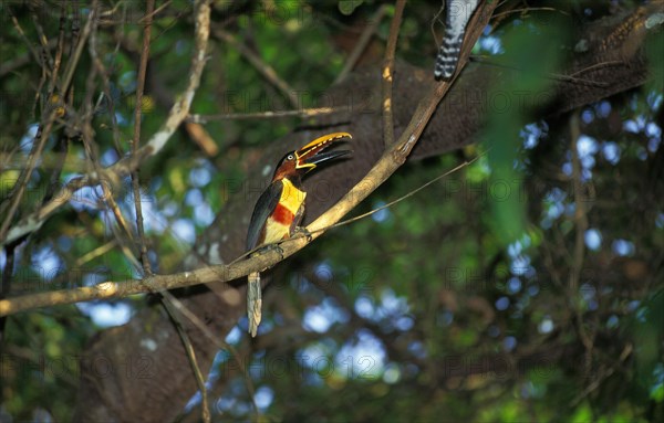 Chestnut Eared Aracari