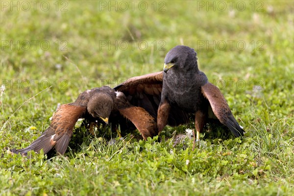 Harris's hawk