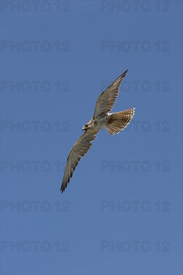 Saker falcon