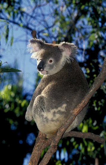 Koala