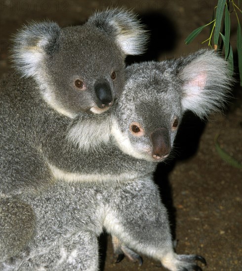 Koala