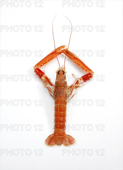 DUBLIN BAY PRAWN OR NORWAY LOBSTER OR SCAMPI ephrops norvegicus ON A WHITE BACKGROUND