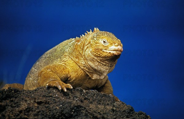 Galapagos Land Iguana