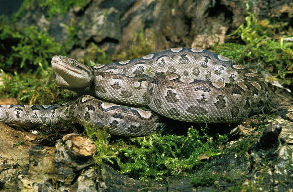 Argentine rainbow boa