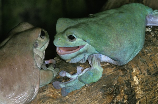 WHITE Australian green tree frog