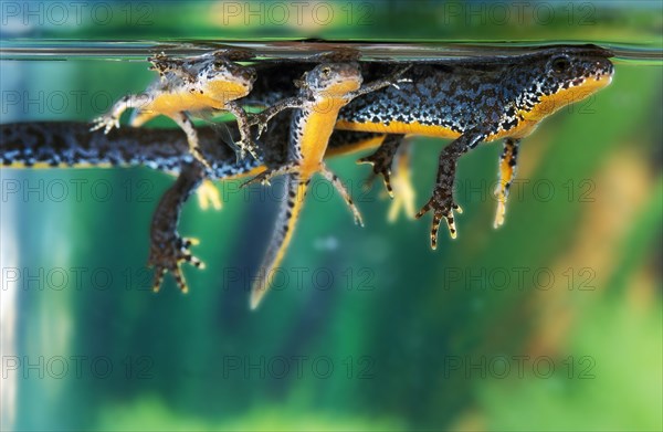 ALPINE Alpine newt