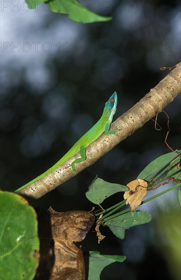 Green anole lizard or Carolina anole