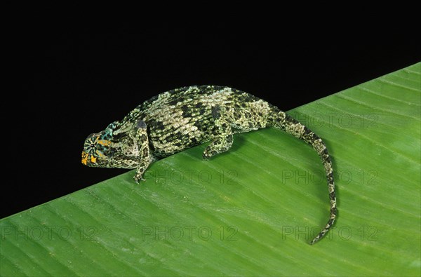 Jackson's Chameleon