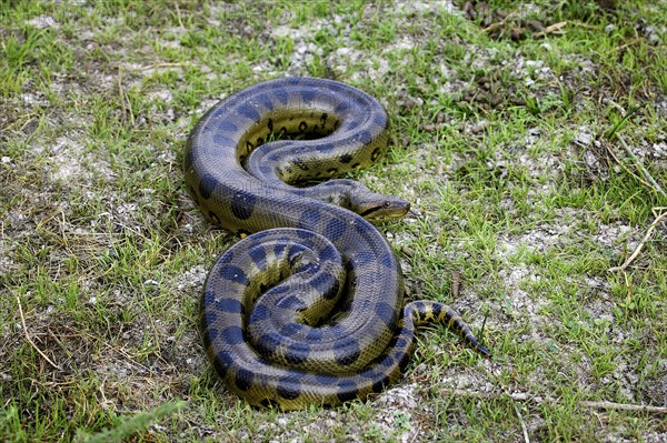 Green common anaconda