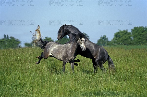 Lusitano stallion