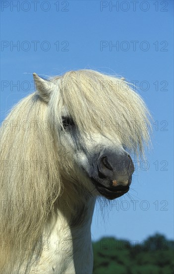 SHETLAND PONY