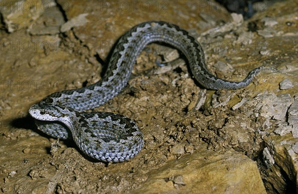 Meadow Viper