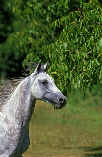 Arabian horse